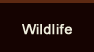 Wildlife